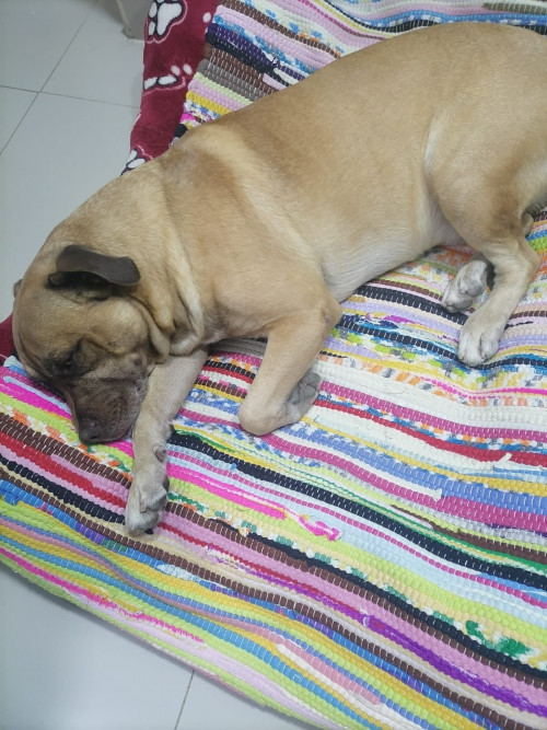 Rufo