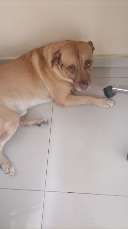 Rufo