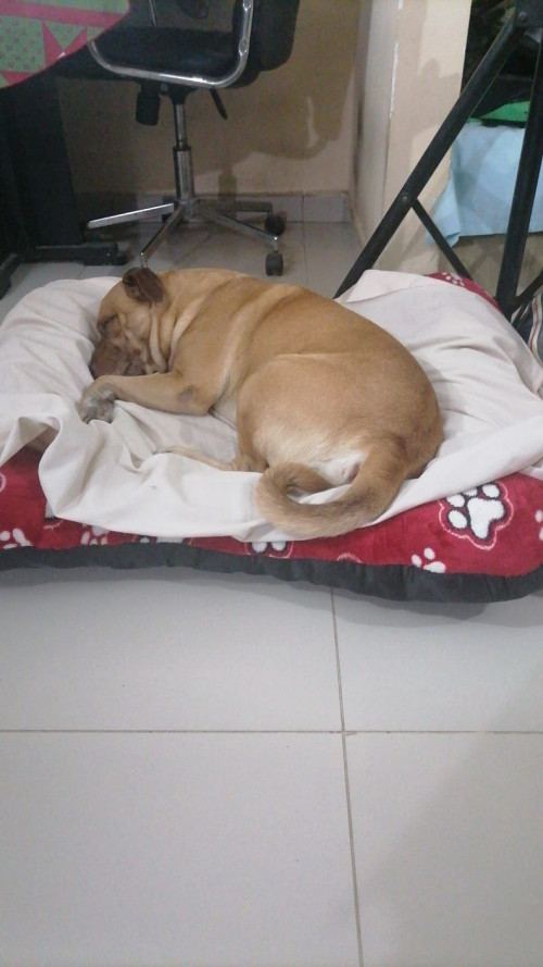 Rufo