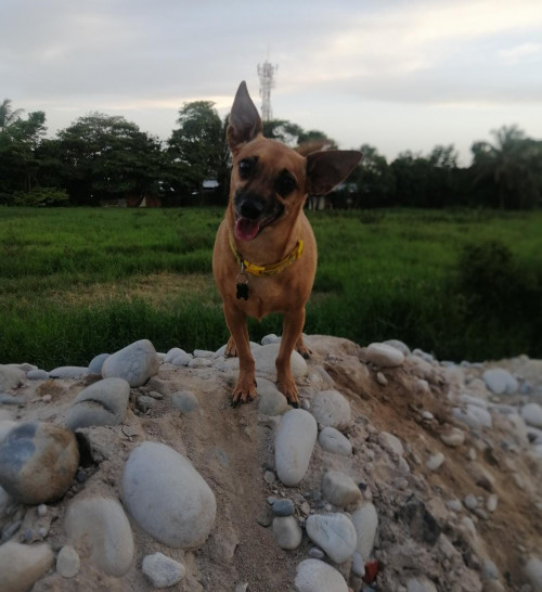 Max