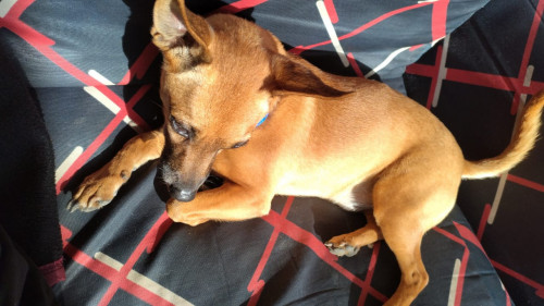 Max
