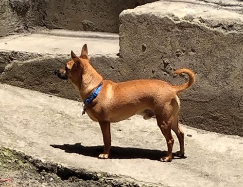 Max