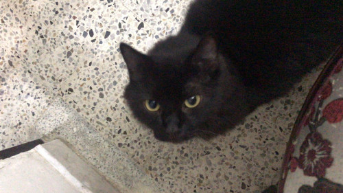 Nala