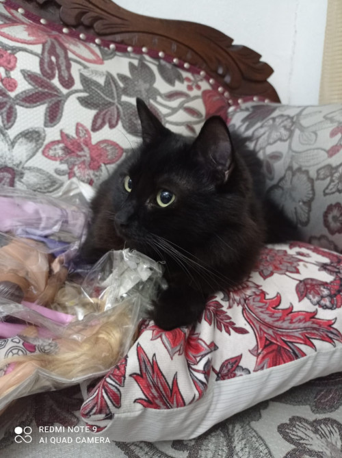 Nala