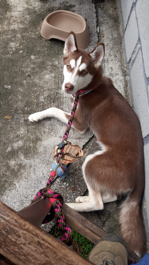 Kira