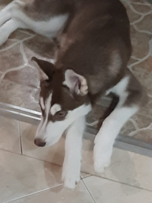 Kira