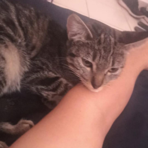 Azula