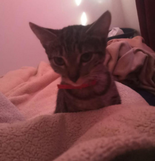 Azula