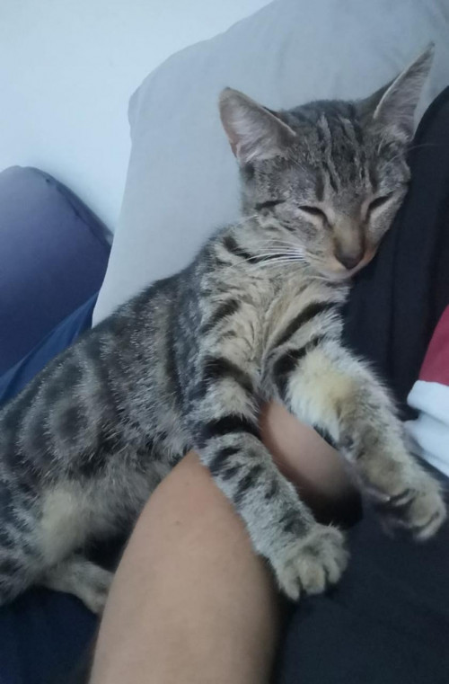 Azula