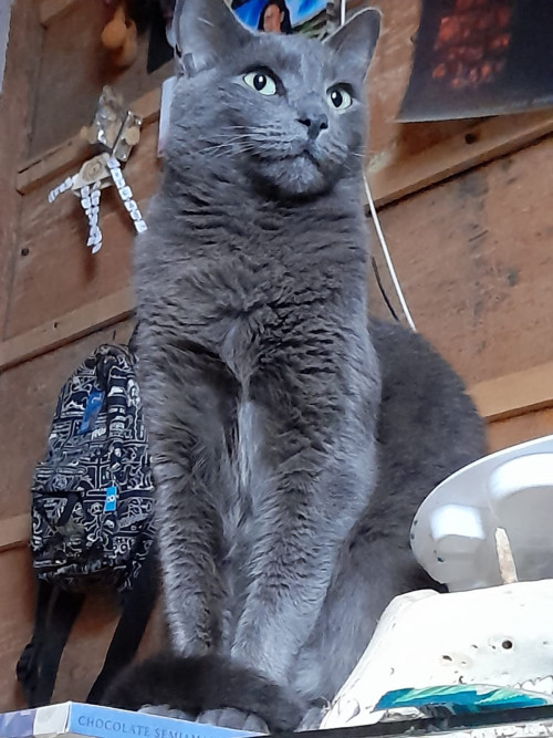 Benito