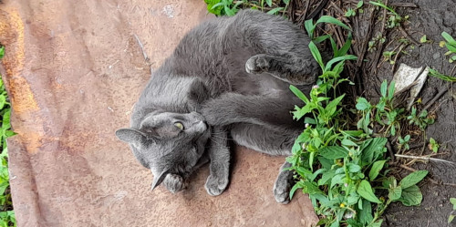 Benito