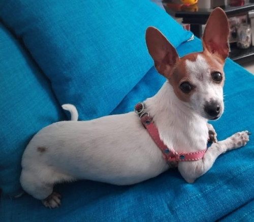 Mía