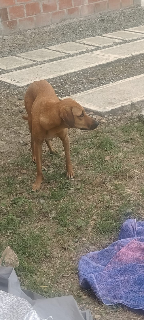 Katia