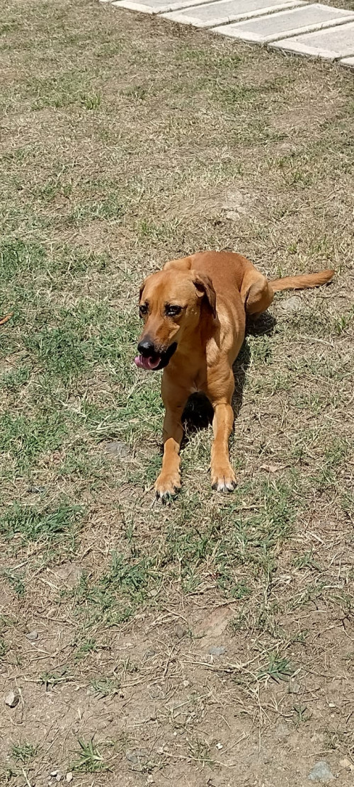 Katia