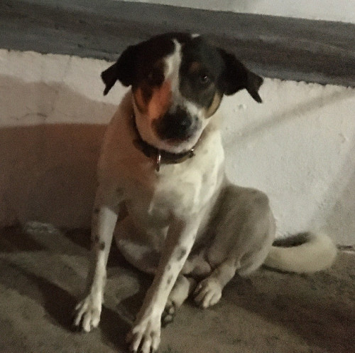 Tailón