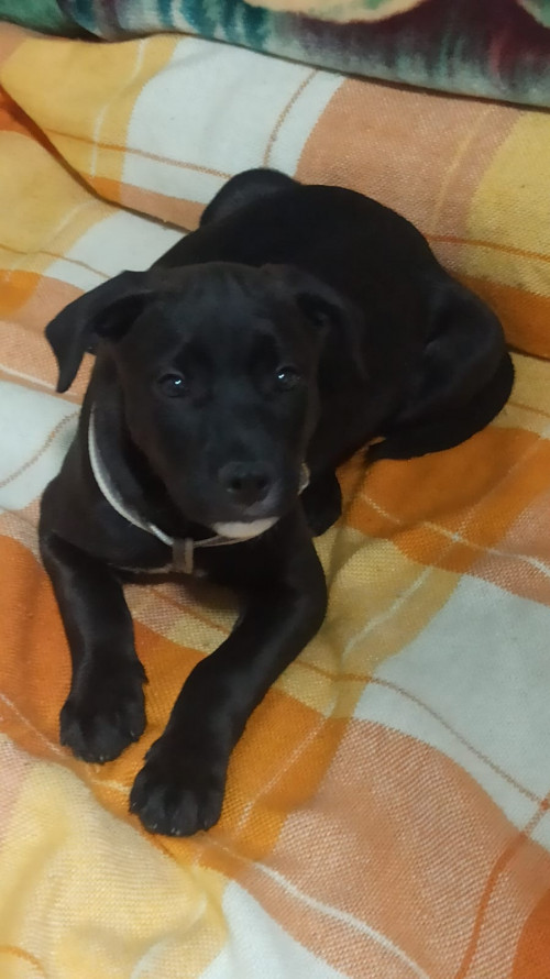 Scooby