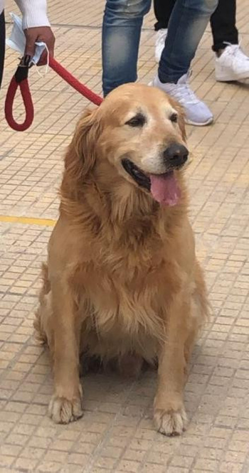 Simón