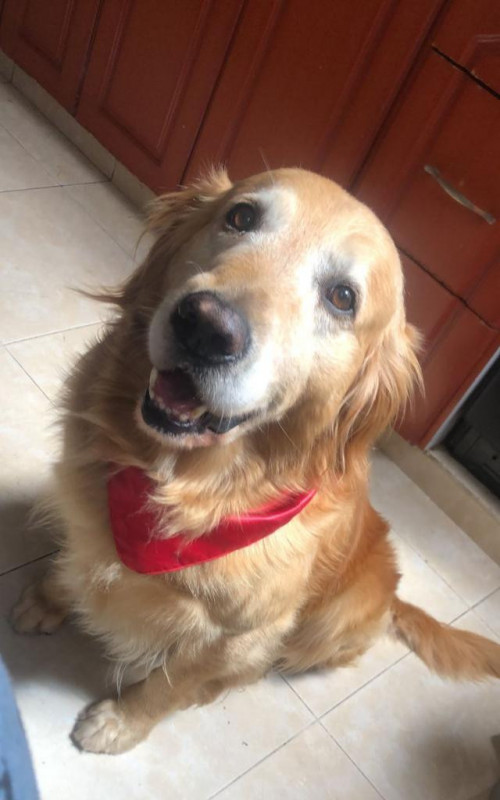 Simón