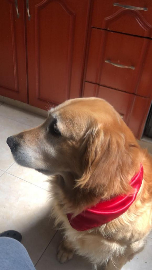 Simón