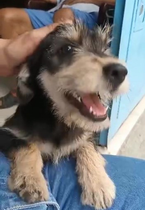 Bruno