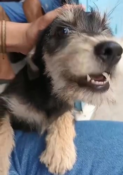 Bruno