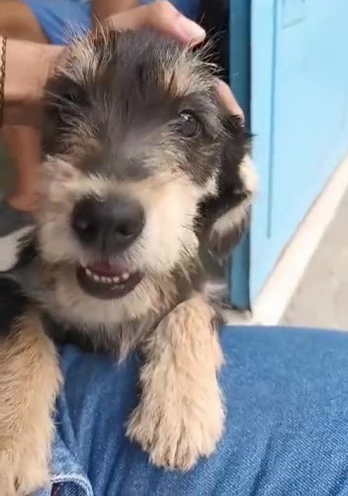 Bruno