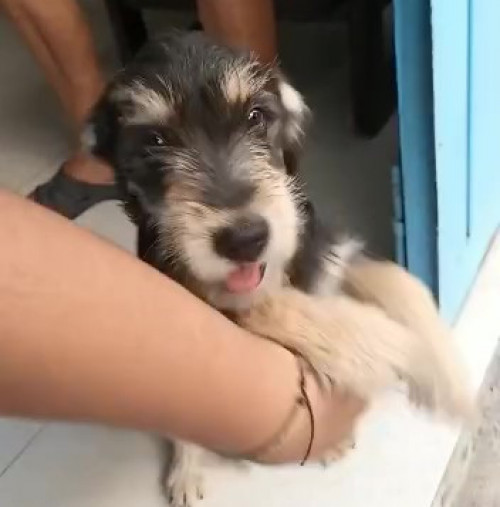 Bruno