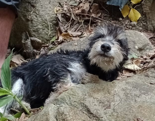 Bruno