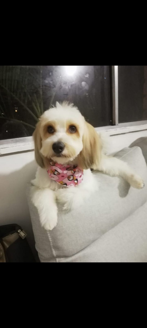 Sammy