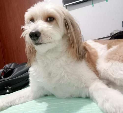 Sammy