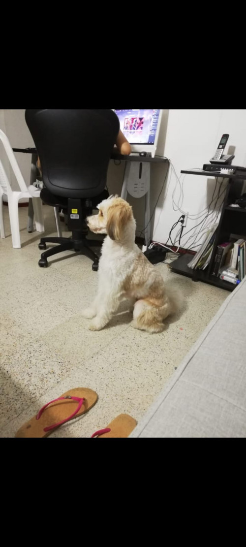 Sammy