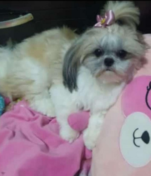 Sofi