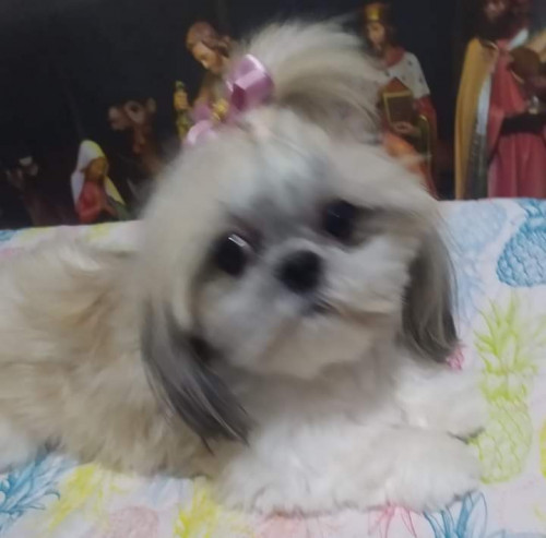 Sofi