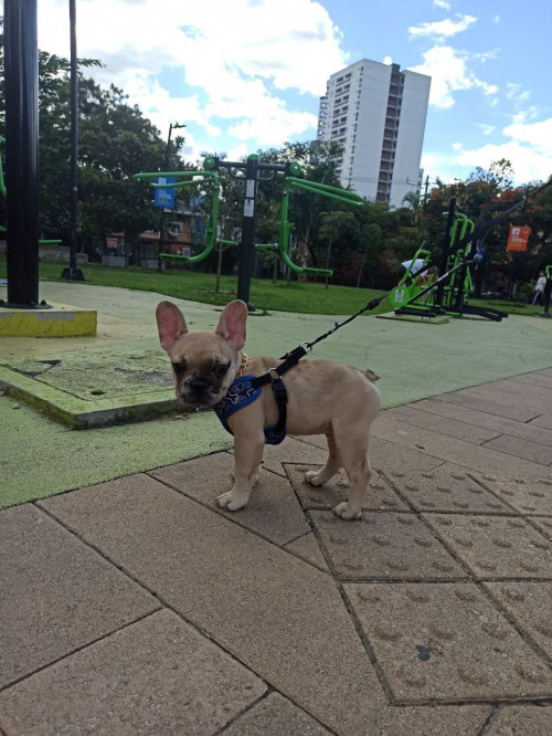 Otto