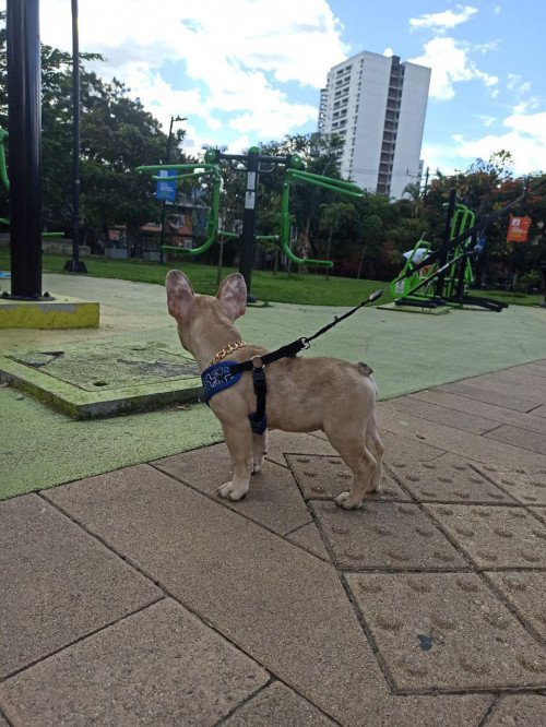 Otto