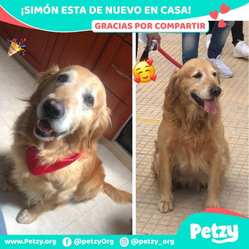 Foto de mascota Simón