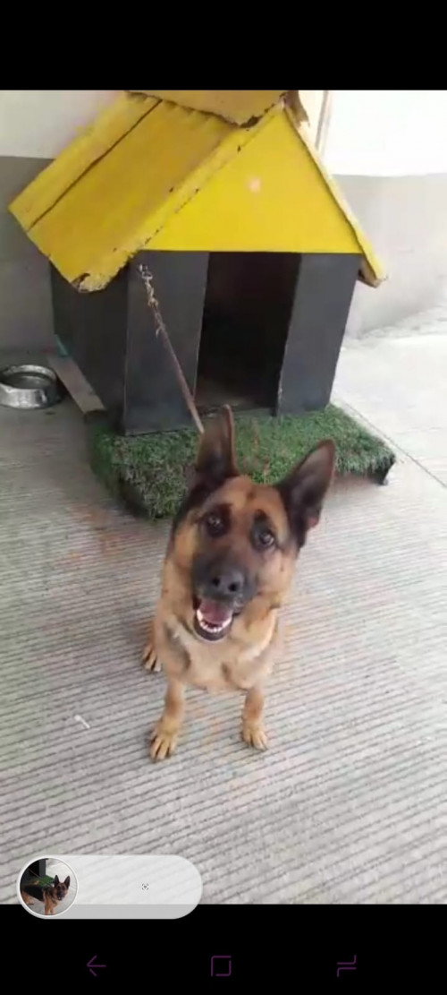 Moli