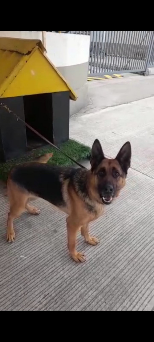 Moli
