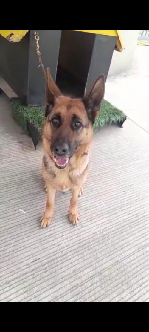Moli
