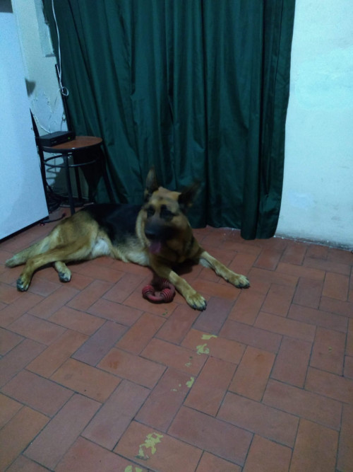 Moli