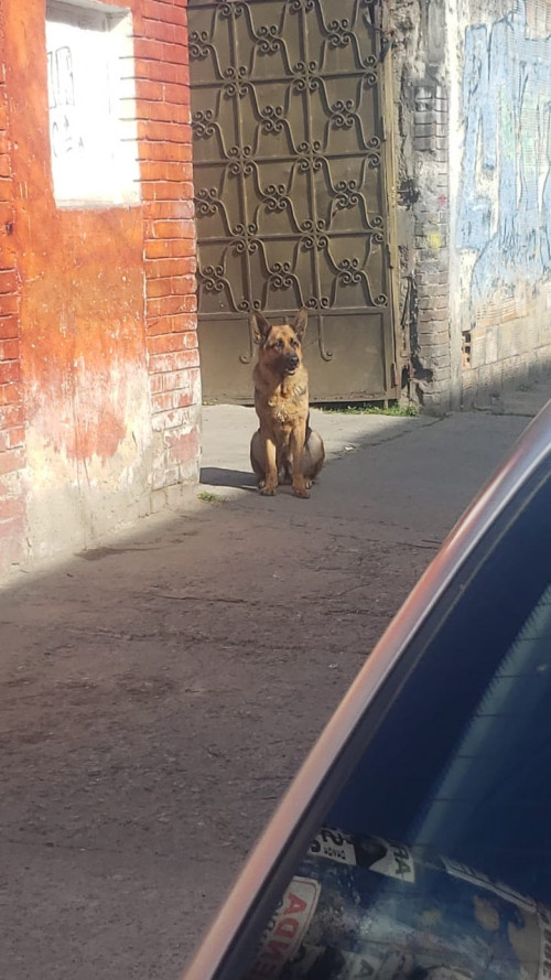 Moli