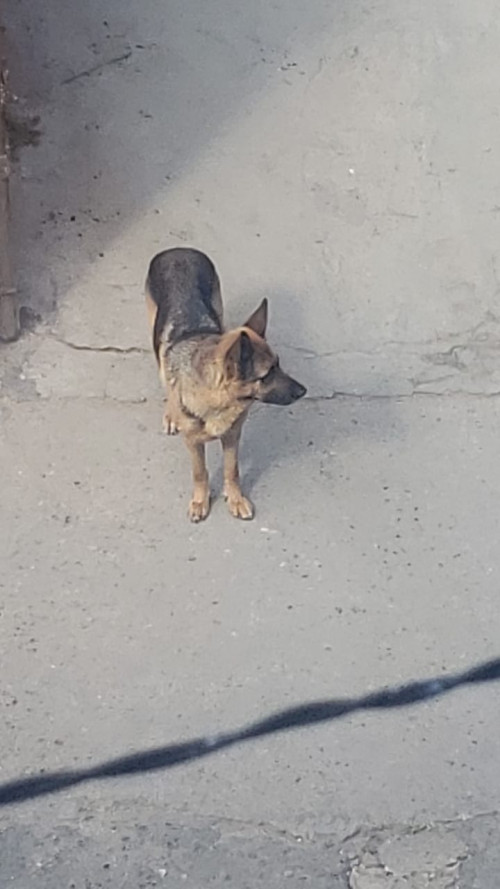 Moli