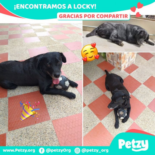 Foto de mascota Locky