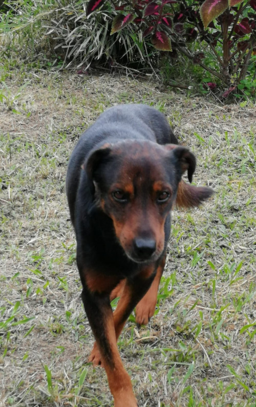 Pedrito