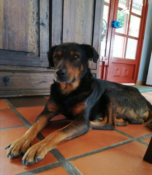 Pedrito