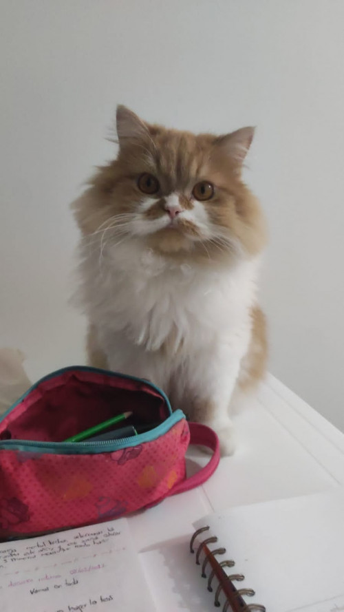 Steve