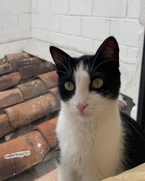 Gato