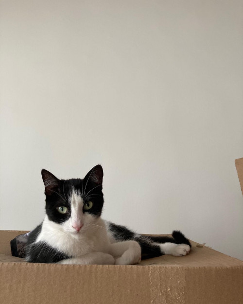 Gato