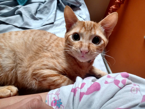 Panquis