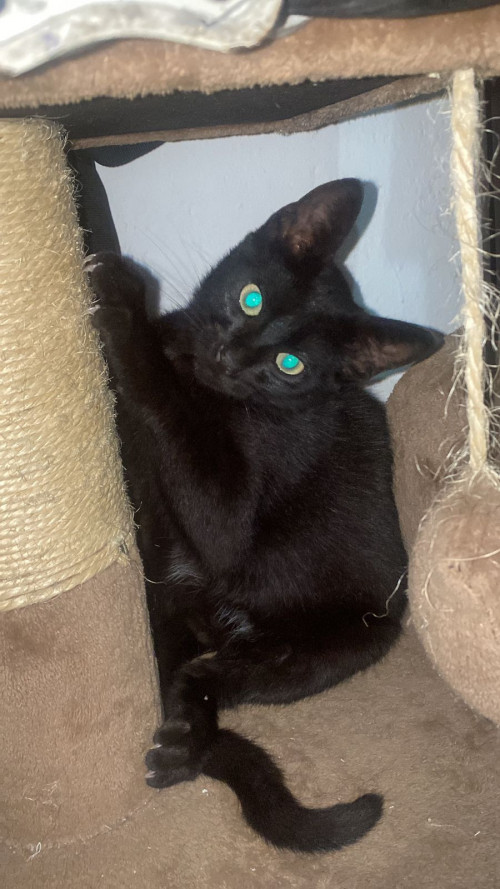 Chimuelo